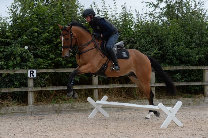 Building Confidence Over Obstacles: Strategies for Young Horses